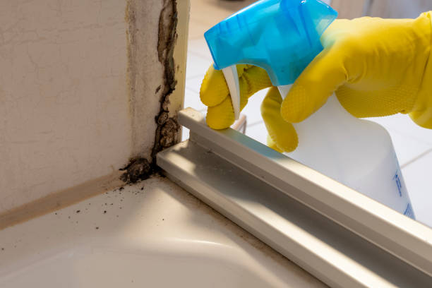 Best Post-Flood Mold Remediation in Dillon, MT
