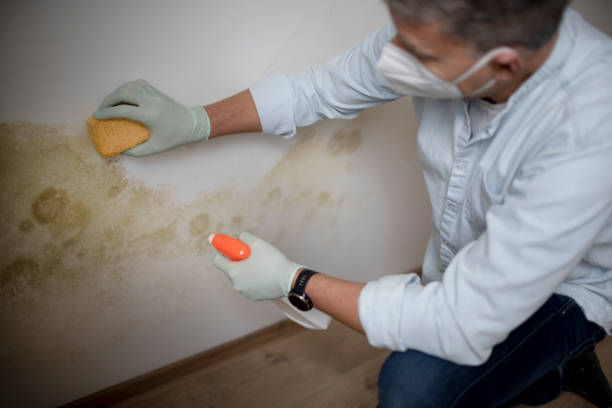 Best Residential Mold Remediation in Dillon, MT