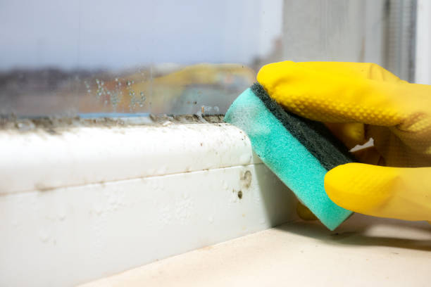 Best Insurance-Related Mold Remediation in Dillon, MT